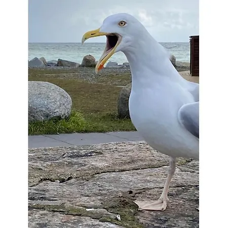 Meeresbraut Comfortable Prázdninový dům *